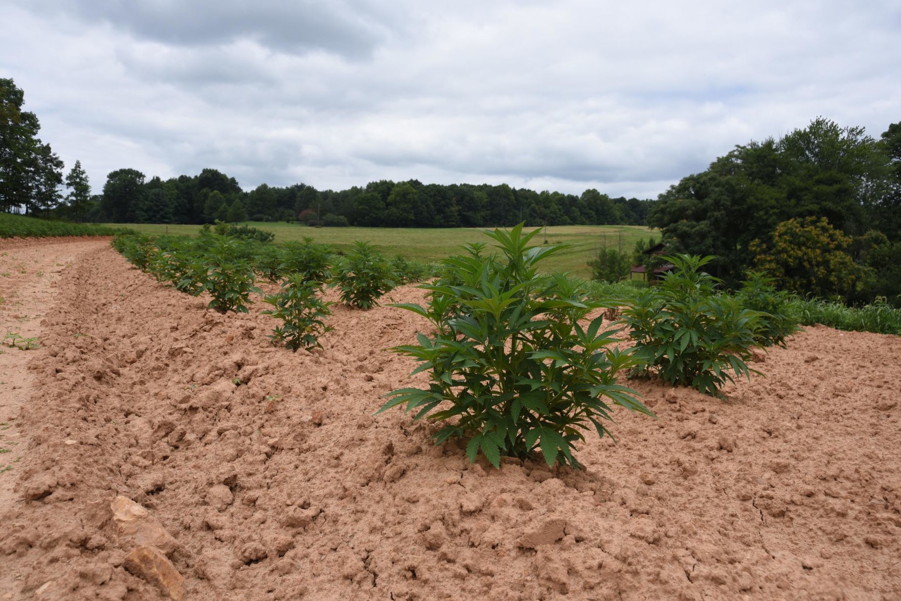 The hemp experiment